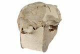 7.8" Fossil Horse (Mesohippus) Skull - South Dakota - #192495-8